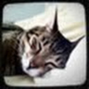 Meet your Posher, Rose c.